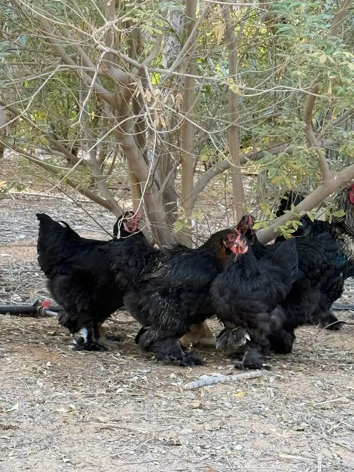 دجاج براهما 3