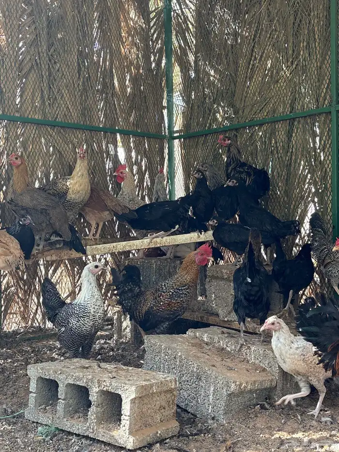 دجاج و ديكه بلدي 6