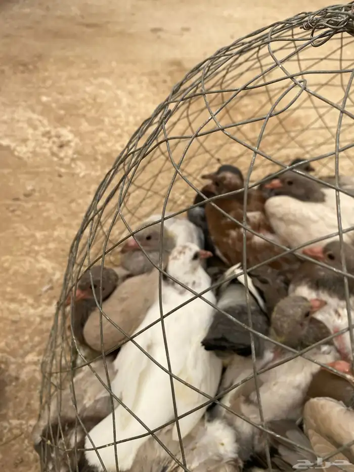 فراخة حمام 1