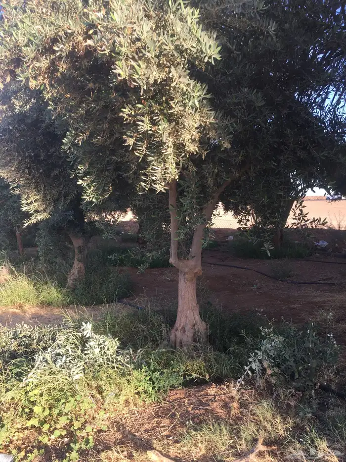 شجر ساق زيتون معمراشجار زيتون ساق معمر 39