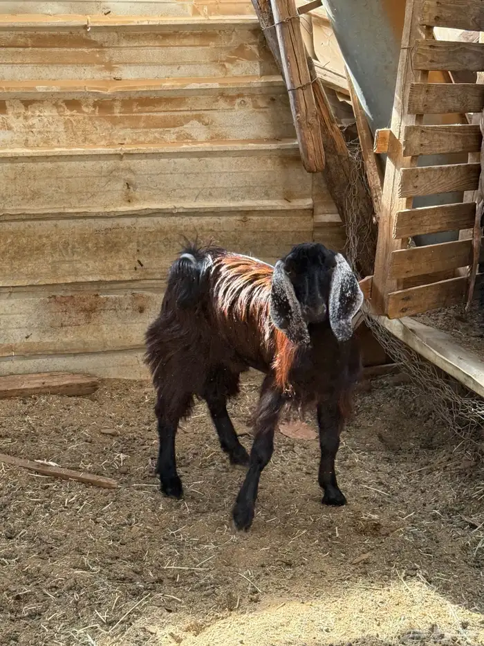 تيس عارضي تربية حلالنا مراح فل مخصي سمين نظيف 1