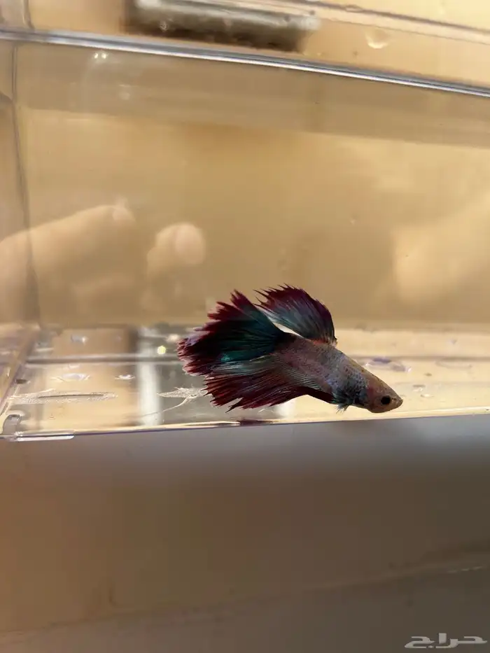 سمك فايتر الوان جميله و أشاكل رائعه مشاء الله 12