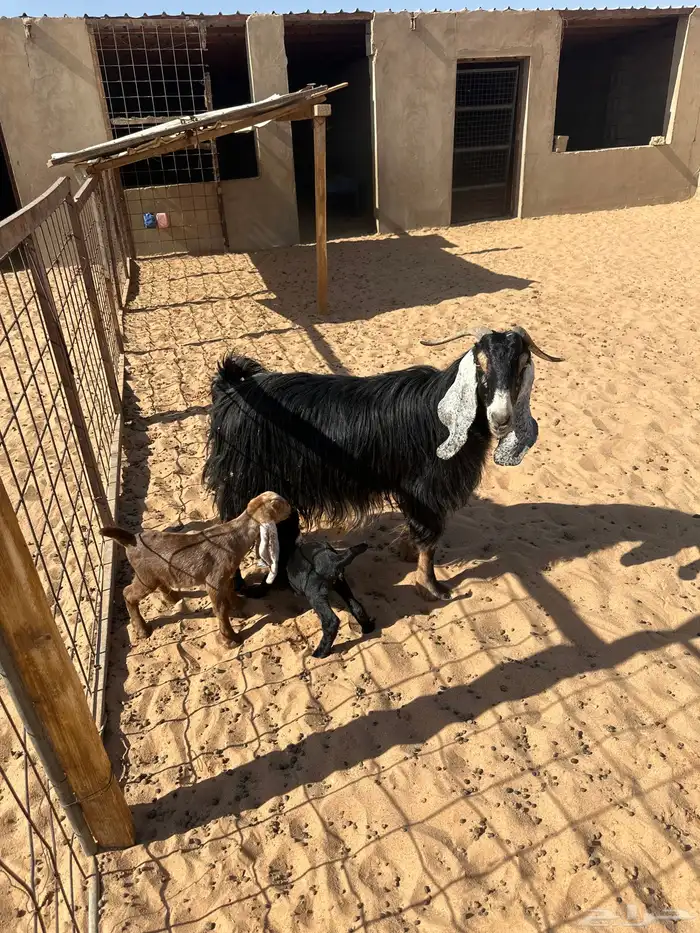 عنز عاضيه تحتها 2 0