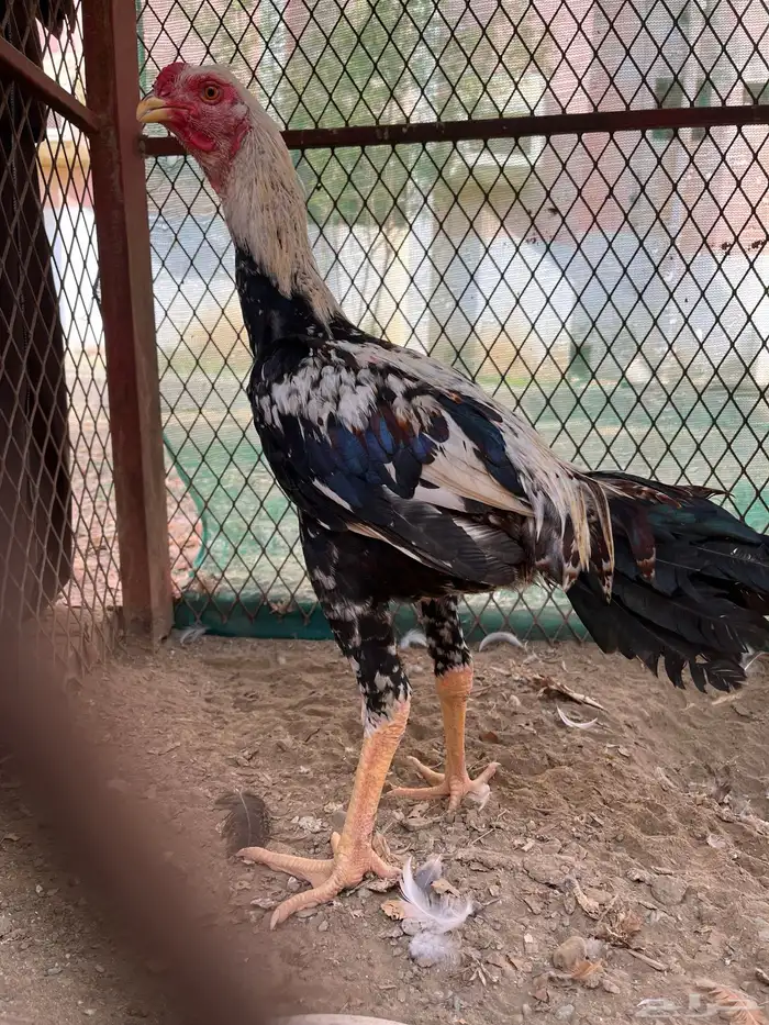 ديك باكستاني 0