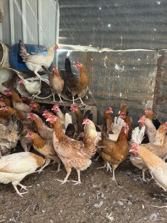 دجاج بلدي فاخر 0