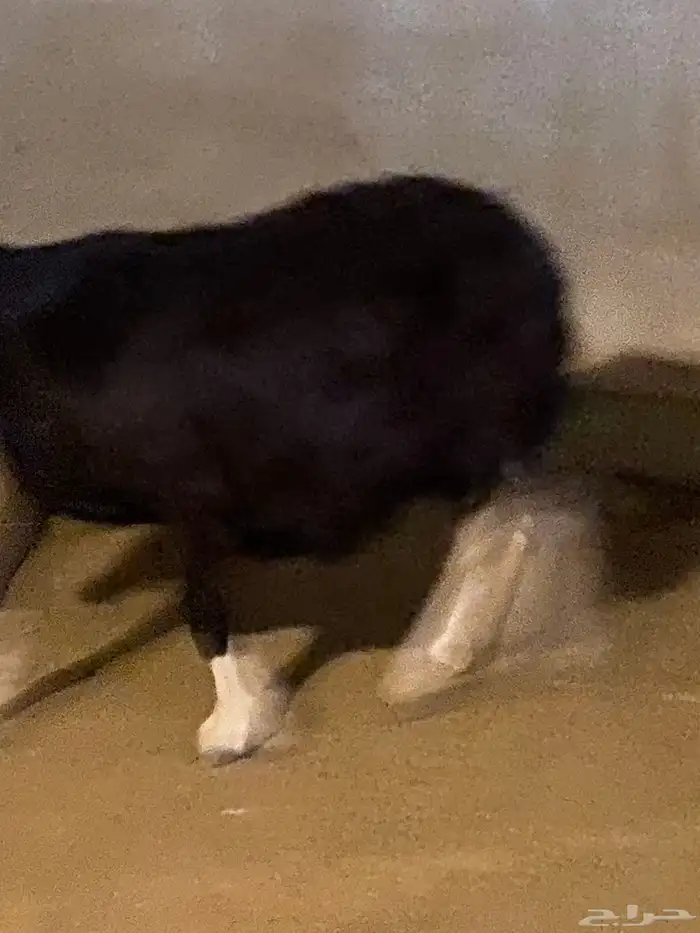 للبيع شاه نجديه حايل 5