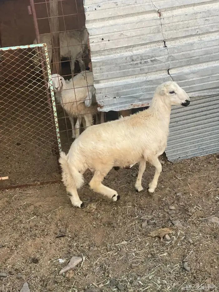 للبيع خروف رفيدي 2