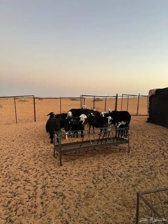 غنم نجد مراح 2