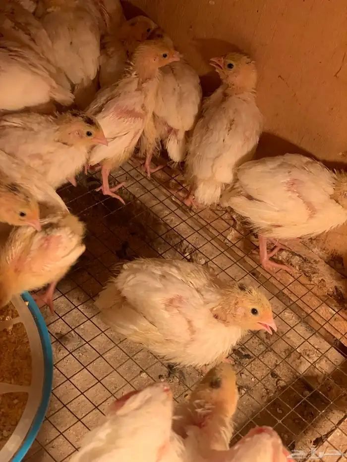 سمان تكساس 1