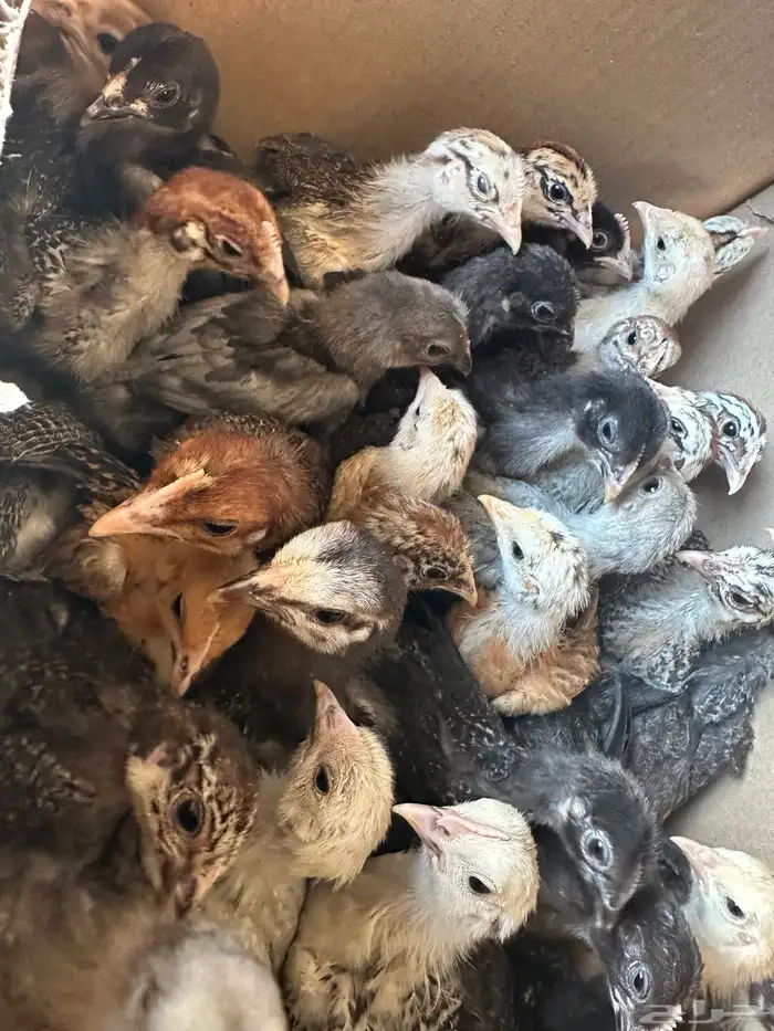 صوص بلدي للبيع 0