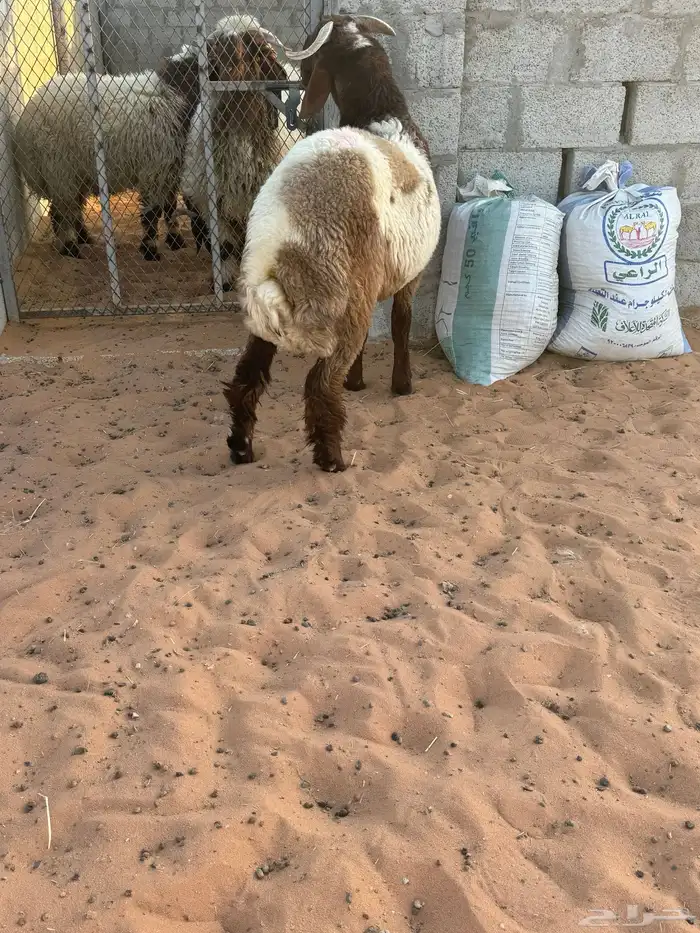 مشاريع فحول طيبه وصنف 3