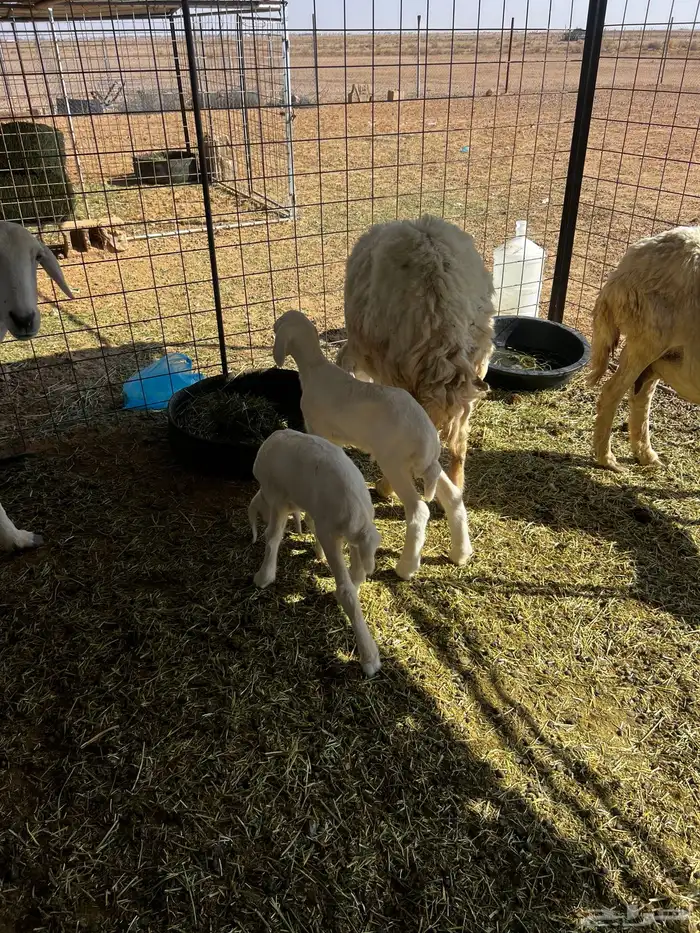 حريات متاويم 3 معها 6 3