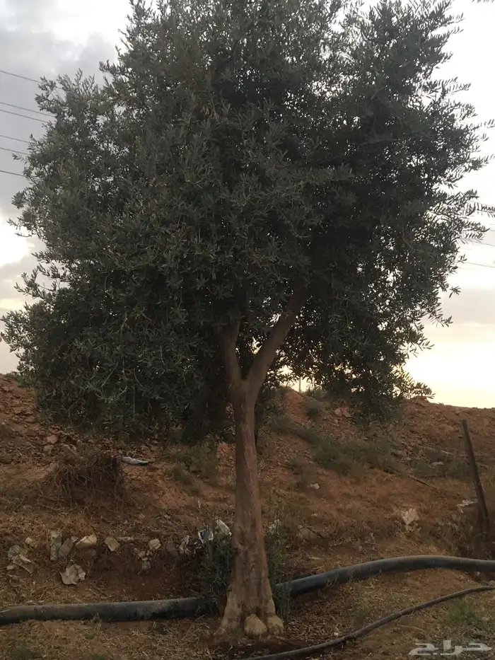 شجر ساق زيتون معمراشجار زيتون ساق معمر 2