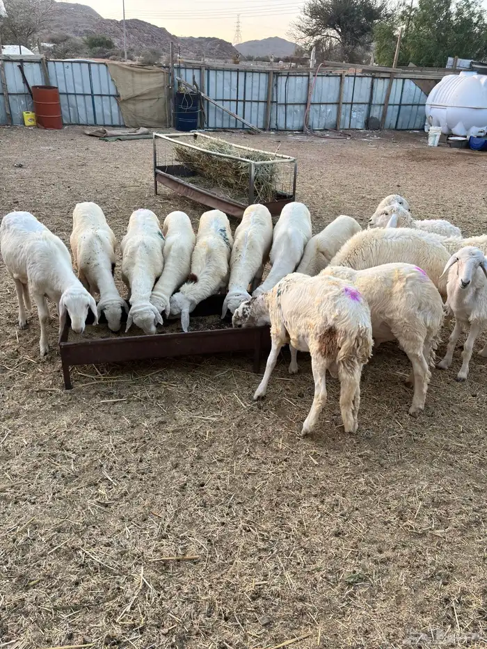 طليان سواكن فلل شحم 3