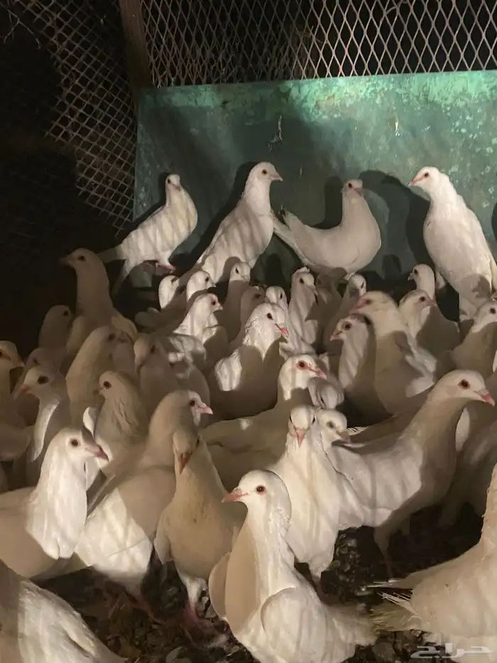 تم البيع الله يبارك لرعيه 4