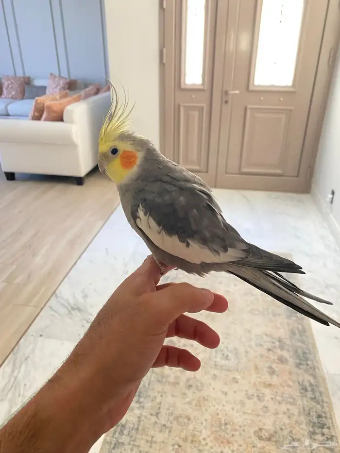 كروان للبيع 0