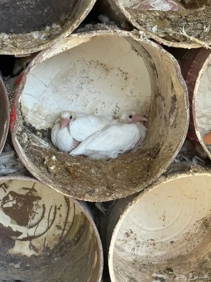 عشه زاجل ابيض صك 6