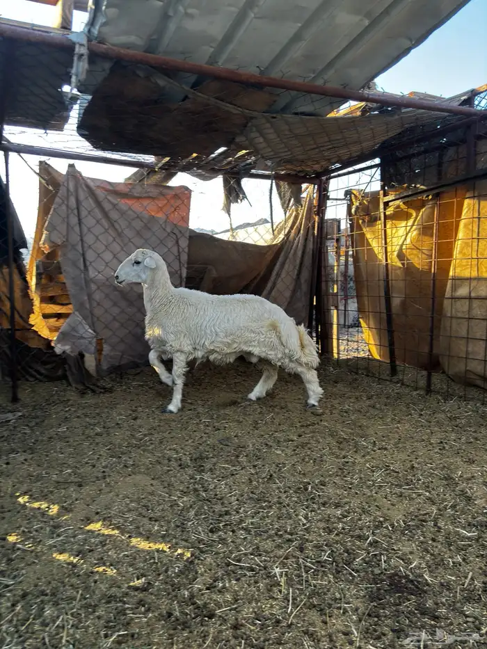 خروف ذبيحه 1