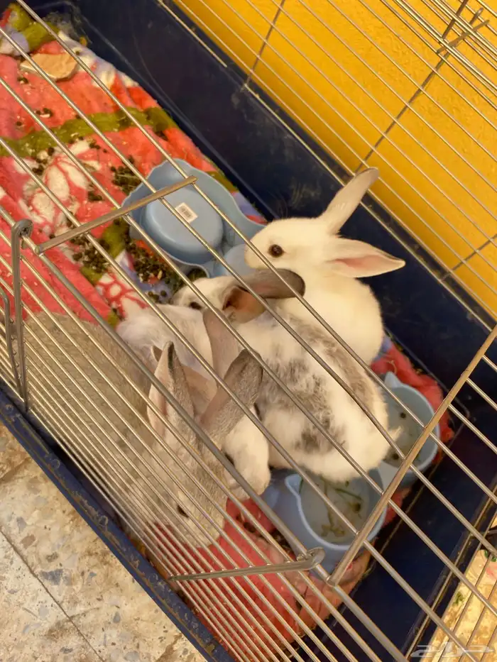 ارانب للبيع 4