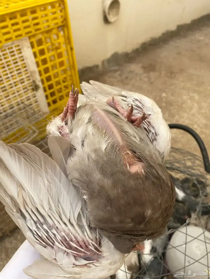 فراخة حمام 2