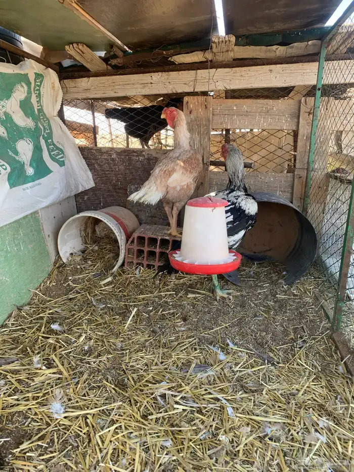 للبيع دجاج باكستاني العدد 27 دجاج مع اديك عددهم 8 32