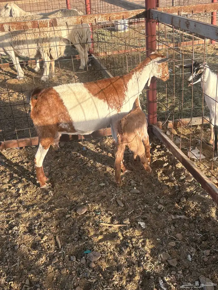 عنز جنوبيه خلفه تم البيع 1