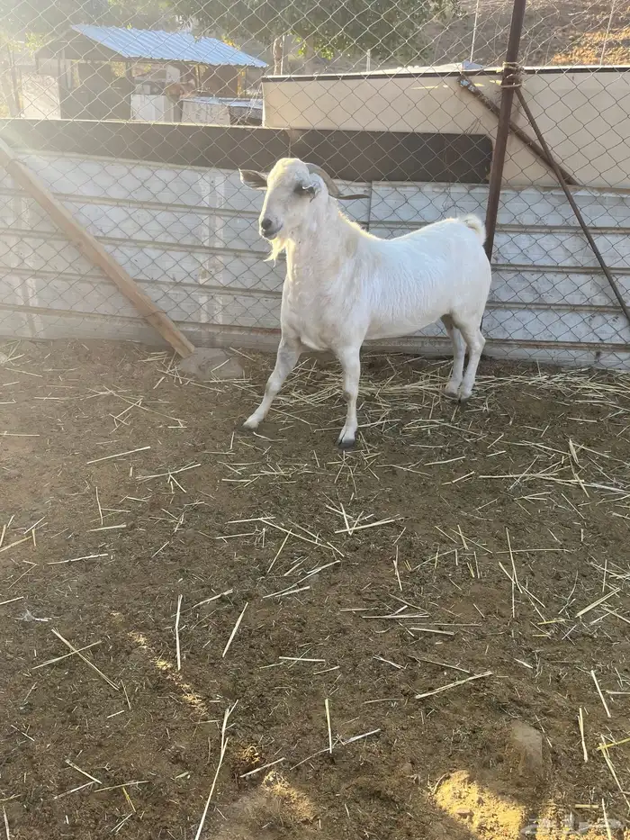 تيس بيشي صنف مشروط نضيف 0