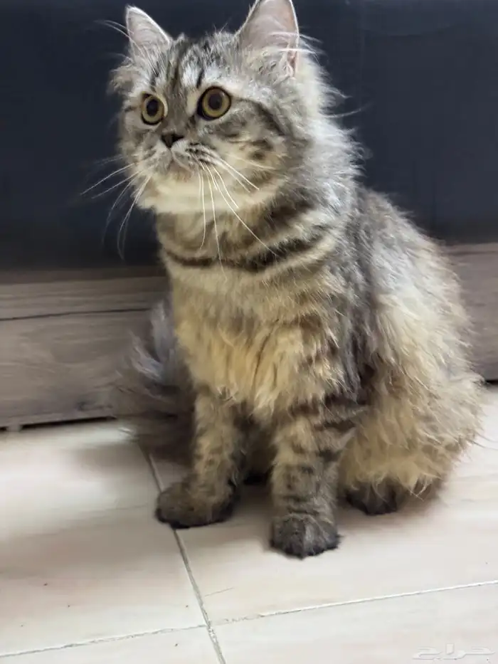 قطة ذكر شيرازي للبيع 2