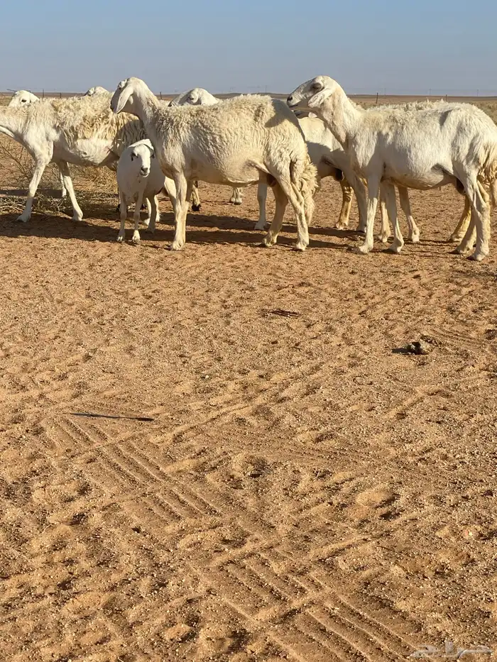 غنم دفيع وشاه والد العدد 10 4