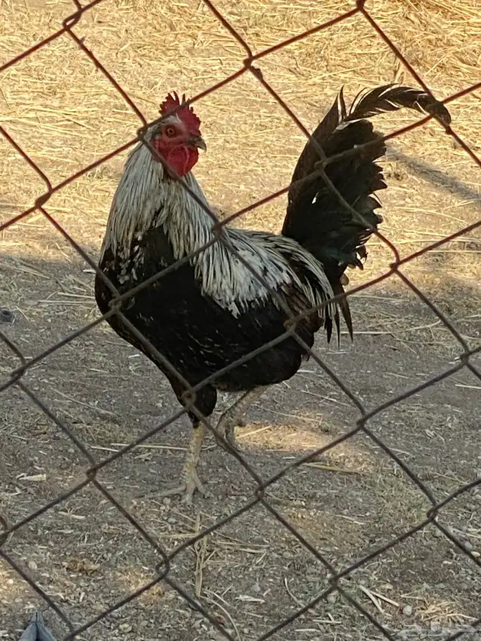 ديكين فوق الكفو 1