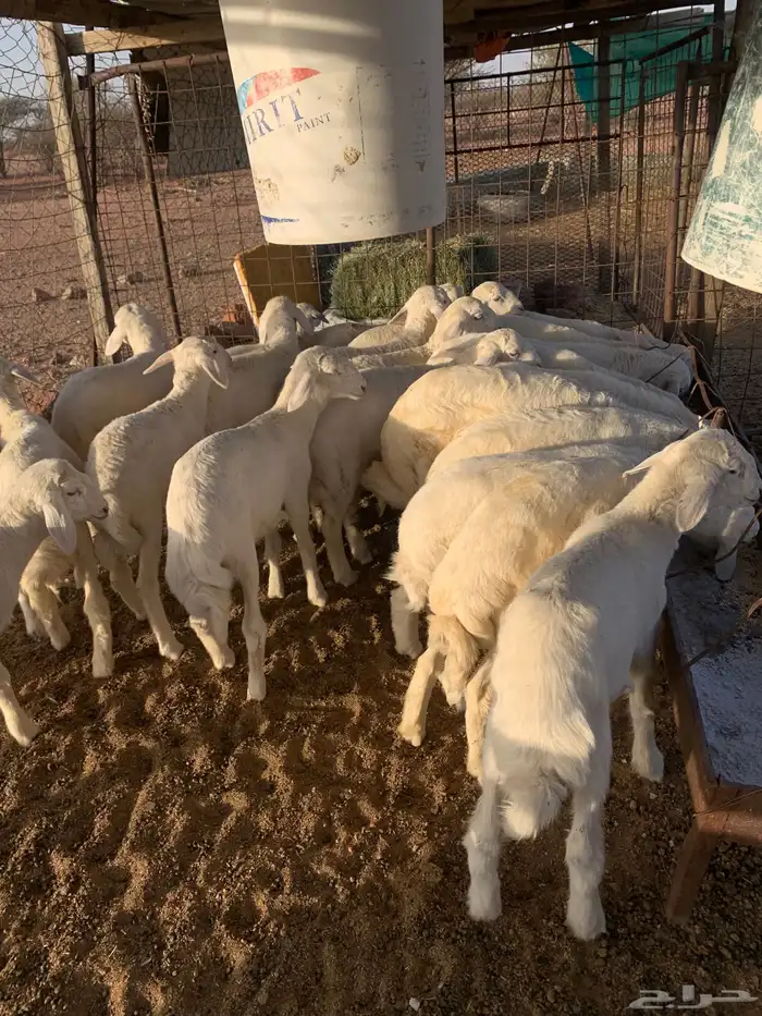 بهم تربيه للبيع 1