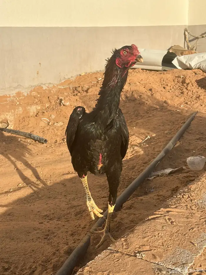 دجاج شامو ياباني الماني (تفريد جمله) أسعار مميزه 1