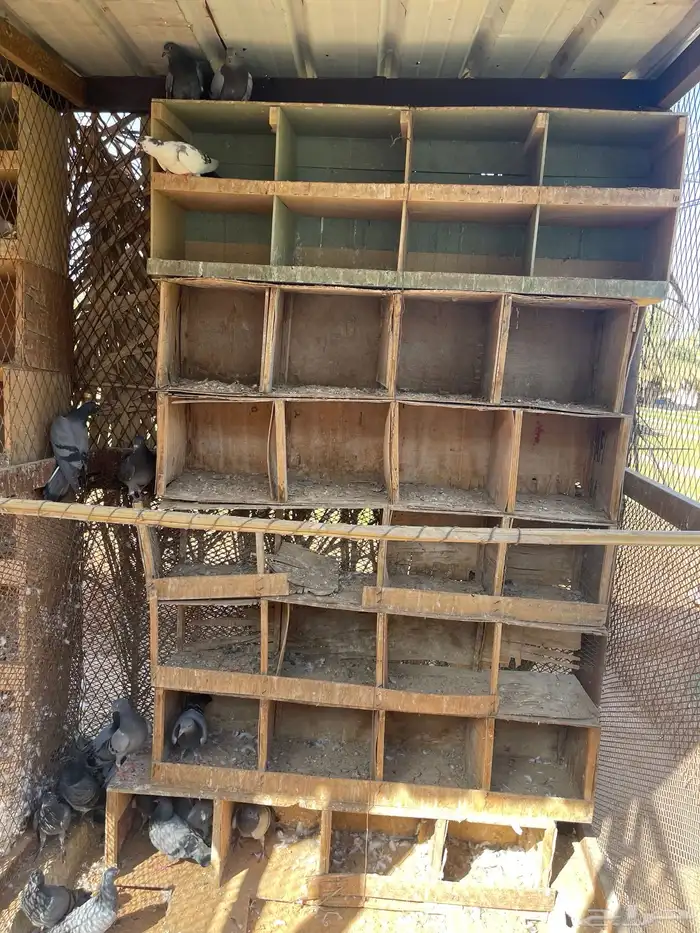 للبيع فراخه فرنسي سلفر وزاجل 6