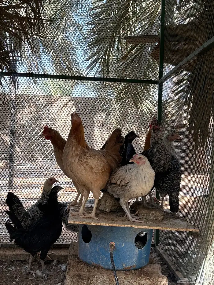 دجاج و ديكه بلدي 9