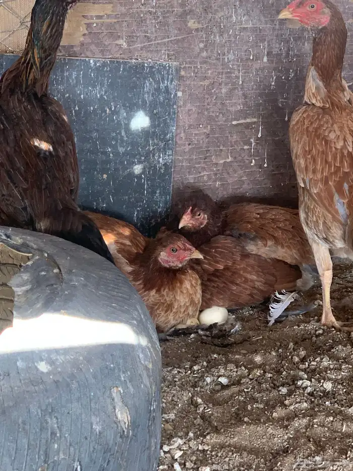 للبيع دجاج باكستاني العدد 27 دجاج مع اديك عددهم 8 25