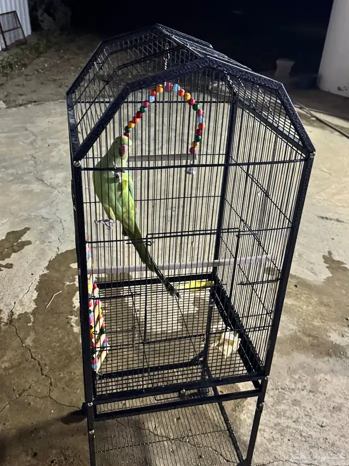 ببغاء دره هندي اليف 2