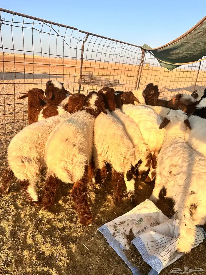 طليان نعيم العدد 19 0