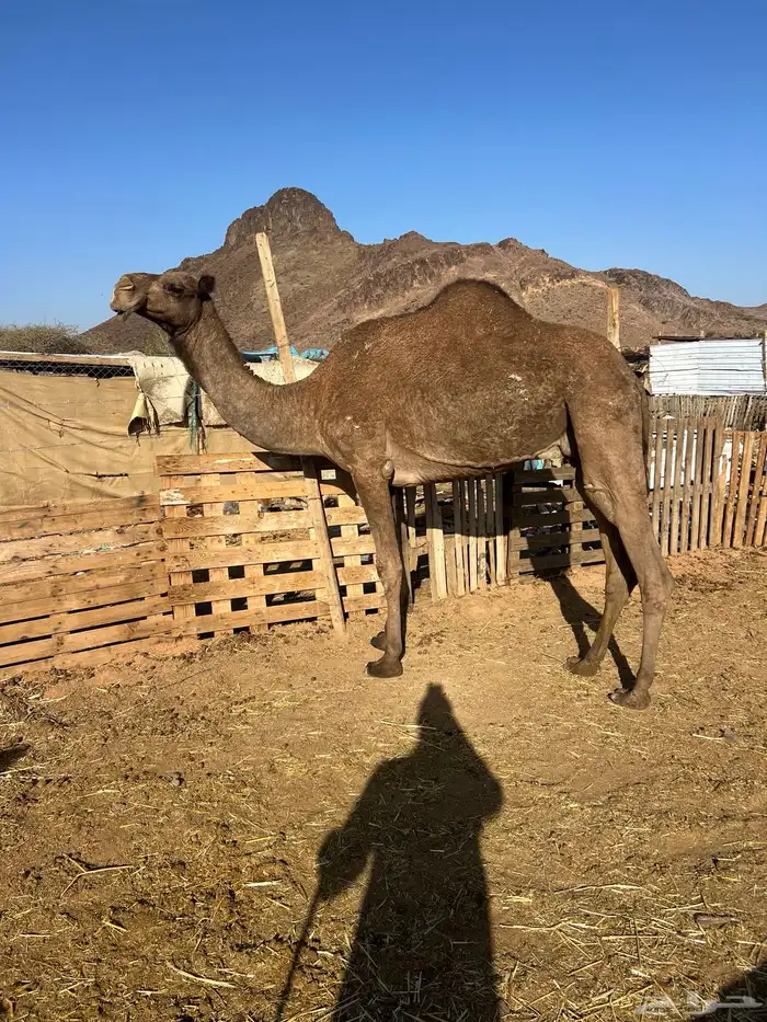 صفرا ضريبه 3