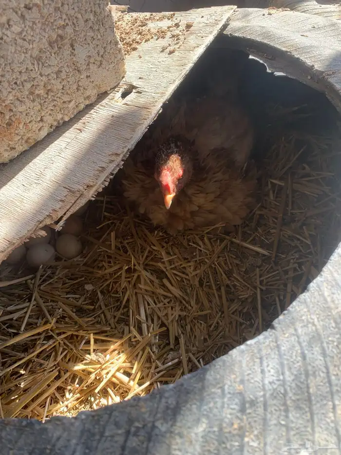 للبيع دجاج باكستاني العدد 27 دجاج مع اديك عددهم 8 10