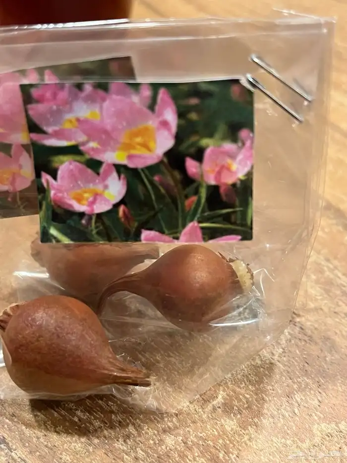 ورد بصيلات نمساوية 3