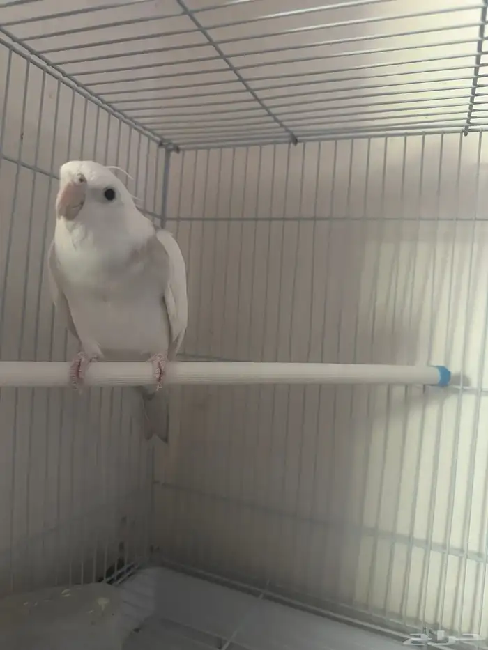 كروان متكلم وهدد خارجي وداخلي 0