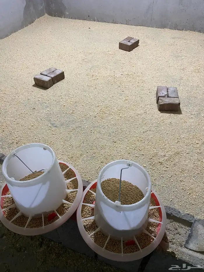 مسلخ دجاج للتقبيل 4