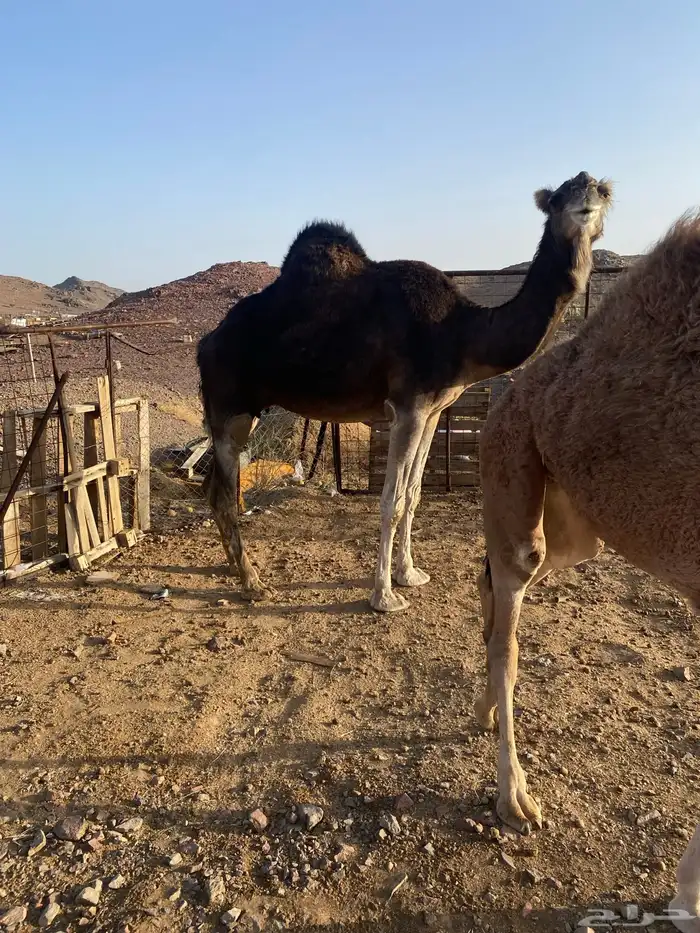 ناقه كنانيه ضريبه تحتها بكره طيبه منوة القناي 3