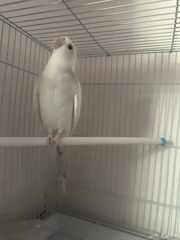 كروان متكلم وهدد خارجي وداخلي 1