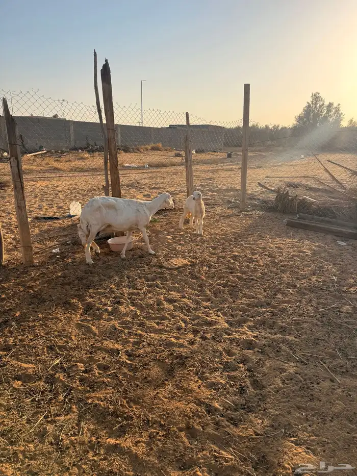 حريه تامه والد برخل عمره شهرين 5