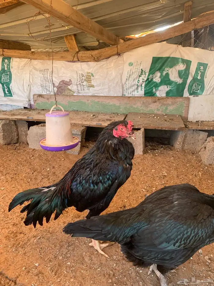 للبيع دجاج باكستاني العدد 27 دجاج مع اديك عددهم 8 17