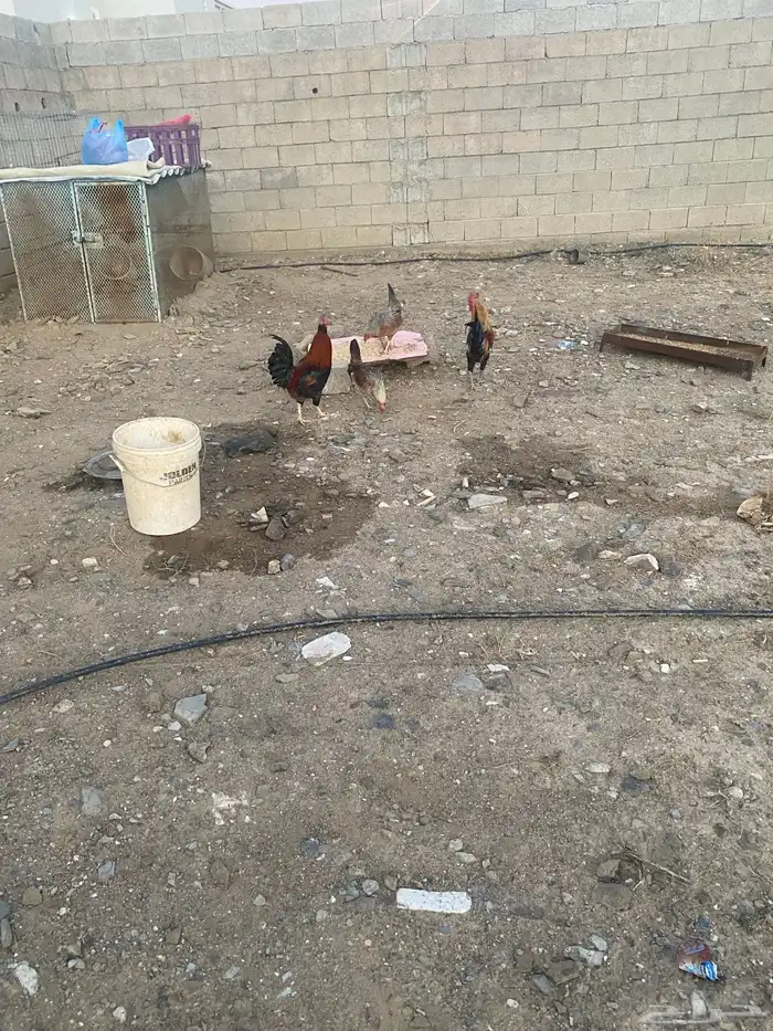 دجاج للبيع وحمام 1