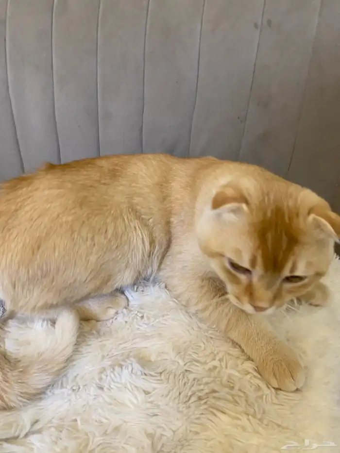 قطو سكوتش فولد - العمر 6 أشهر 1