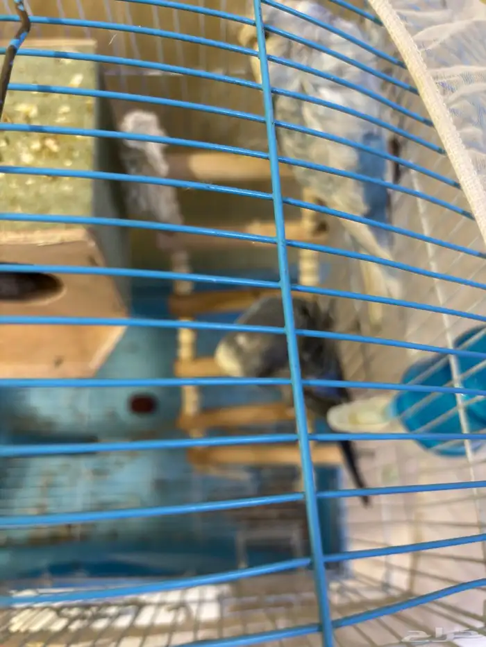 زوج طيور الحب 3