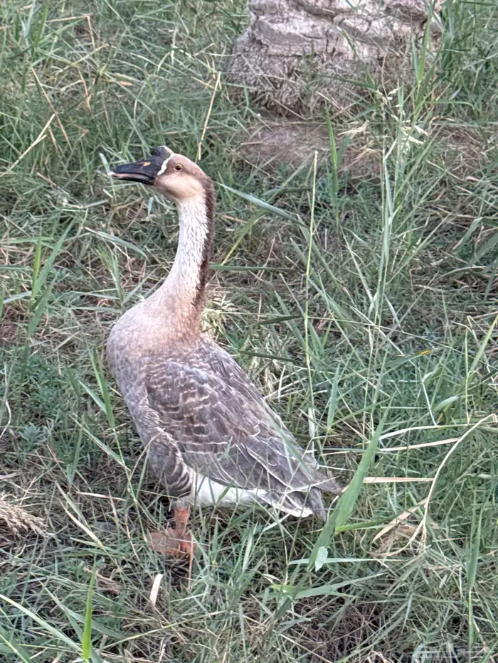 للبيع ذكر وز عراقي السعر 150 صحه ونضافه 1